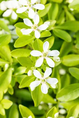 Choisya ternata (Choisya) - afbeelding 21