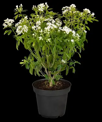 Choisya ternata (Choisya) - afbeelding 19