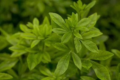 Choisya ternata (Choisya) - afbeelding 2
