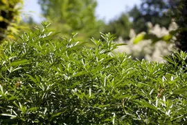 Choisya ternata (Choisya) - afbeelding 4