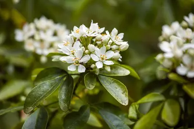 Choisya ternata (Choisya) - afbeelding 6