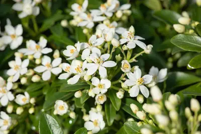 Choisya ternata (Choisya) - afbeelding 8