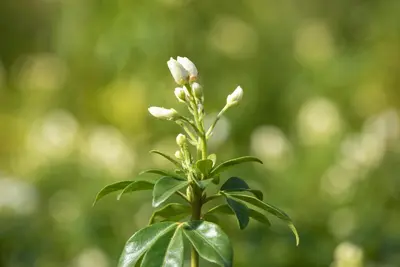 Choisya ternata (Choisya) - afbeelding 9
