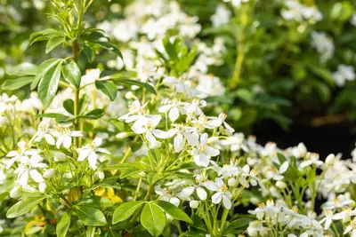 Choisya ternata (Choisya) - afbeelding 10