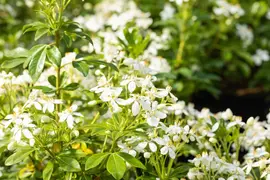 Choisya ternata (Choisya) - afbeelding 10