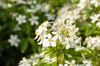 Choisya ternata (Choisya) - afbeelding 11