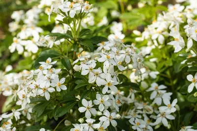 Choisya ternata (Choisya) - afbeelding 14