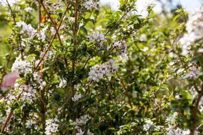 Choisya ternata (Choisya) - afbeelding 15