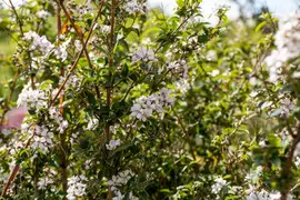 Choisya ternata (Choisya) - afbeelding 15