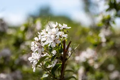 Choisya ternata (Choisya) - afbeelding 16