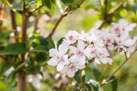 Choisya ternata (Choisya) - afbeelding 17
