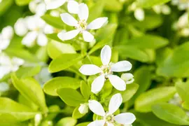 Choisya ternata (Choisya) - afbeelding 20