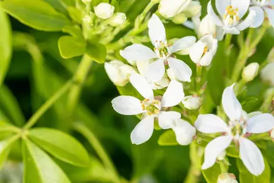 Choisya ternata (Choisya) - afbeelding 22