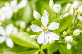 Choisya ternata (Choisya) - afbeelding 23