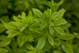 Choisya ternata (Mexicaanse oranjebloesem) - afbeelding 4