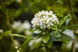 Choisya ternata (Mexicaanse oranjebloesem) - afbeelding 7