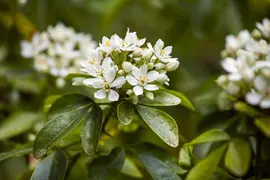 Choisya ternata (Mexicaanse oranjebloesem) - afbeelding 8