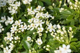 Choisya ternata (Mexicaanse oranjebloesem) - afbeelding 9