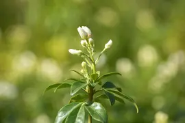Choisya ternata (Mexicaanse oranjebloesem) - afbeelding 11