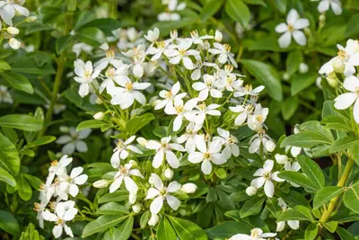 Choisya ternata (Mexicaanse oranjebloesem) - afbeelding 15