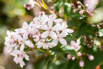 Choisya ternata (Mexicaanse oranjebloesem) - afbeelding 20
