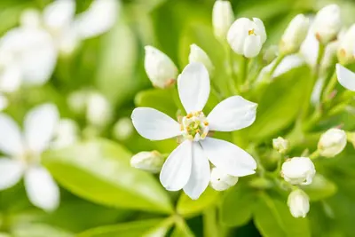 Choisya ternata (Mexicaanse oranjebloesem) - afbeelding 25