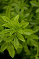 Choisya ternata (Mexicaanse oranjebloesem) - afbeelding 5