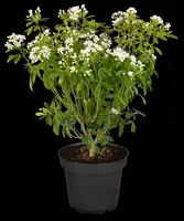 Choisya ternata (Mexicaanse oranjebloesem) - afbeelding 21