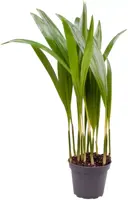 Chrysalidocarpus (goudpalm) 15cm - afbeelding 1