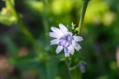 Cichorium intybus (Wilde cichorei) - afbeelding 6