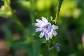 Cichorium intybus (Wilde cichorei) - afbeelding 6