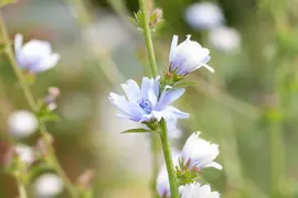 Cichorium intybus (Wilde cichorei) - afbeelding 7