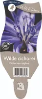 Cichorium intybus (Wilde cichorei) - afbeelding 1
