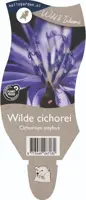 Cichorium intybus (Wilde cichorei) - afbeelding 1