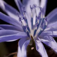 Cichorium intybus (Wilde cichorei) - afbeelding 2