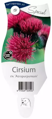 Cirsium rivulare 'Atropurpureum' (Vederdistel) - afbeelding 1