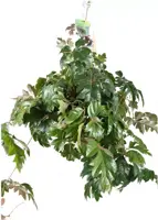Cissus ellen danica (Koningswingerd) 50cm - afbeelding 1