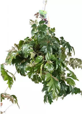Cissus ellen danica (Koningswingerd) hangplant 60 cm - afbeelding 1