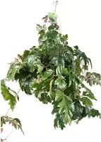 Cissus ellen danica (Koningswingerd) hangplant 60 cm - afbeelding 1