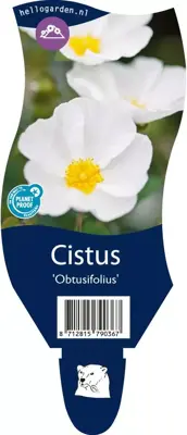 Cistus 'Obtusifolius' (Cistusroos) - afbeelding 1