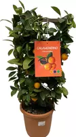 Citrus calamondino 70cm - afbeelding 1