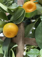Citrus calamondino 70cm - afbeelding 2