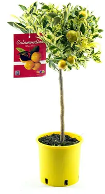 Citrus (Citroenboom) - afbeelding 1