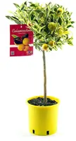 Citrus (Citroenboom) - afbeelding 1
