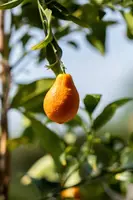 Citrus (Citroenboom) - afbeelding 6