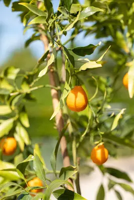 Citrus (Citroenboom) - afbeelding 8