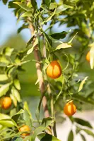 Citrus (Citroenboom) - afbeelding 8
