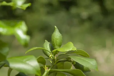Citrus (Citroenboom) - afbeelding 3