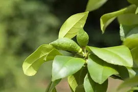 Citrus (Citroenboom) - afbeelding 4