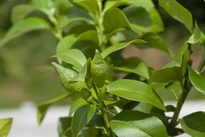 Citrus (Citroenboom) - afbeelding 5
